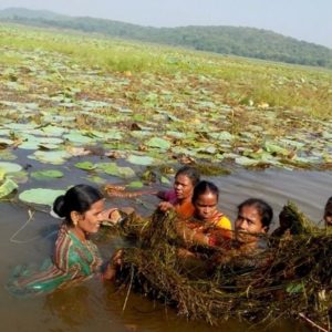Village women clean only freshwater lake in Odisha, revive tourism