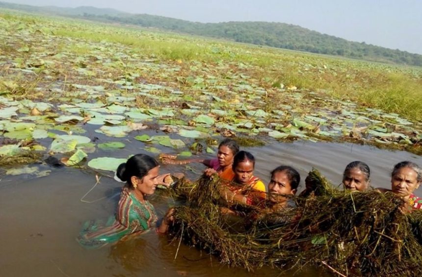 Village women clean only freshwater lake in Odisha, revive tourism