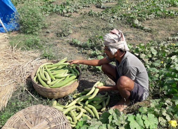 From the Villages…the Food Bowl of India