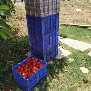 Responding to tomato farmers’ desperation in Karnataka: