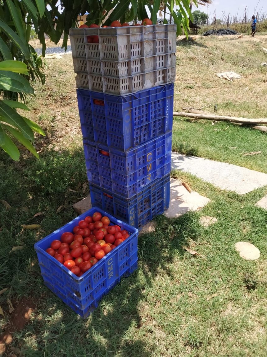 Responding to tomato farmers’ desperation in Karnataka: