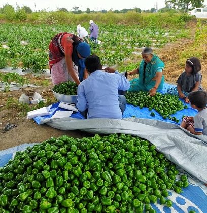 Going sustainable with community farming