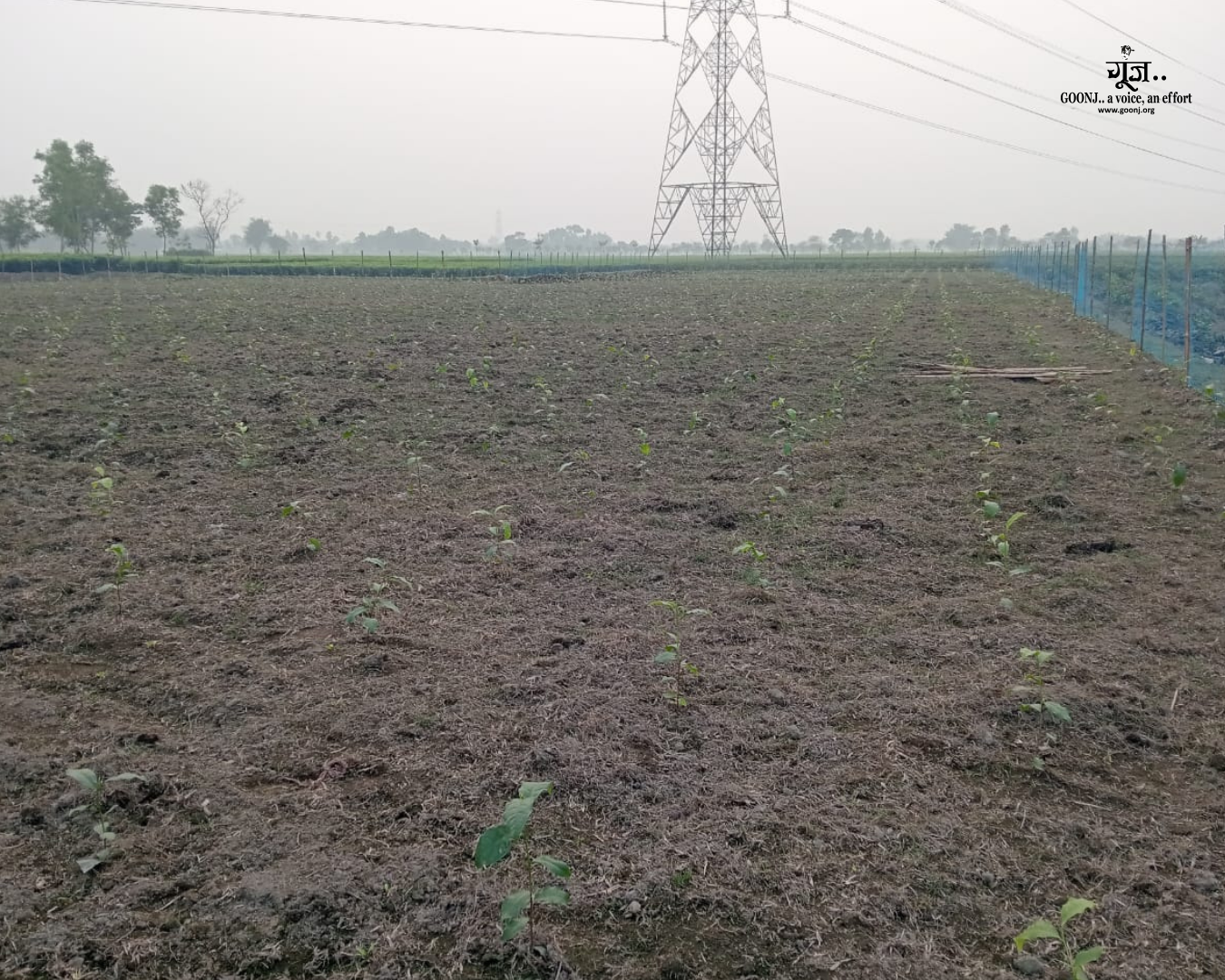 Tea saplings planted for a renewed beginning Newly planted tea saplings marking the revival of the once-inactive tea garden land.
