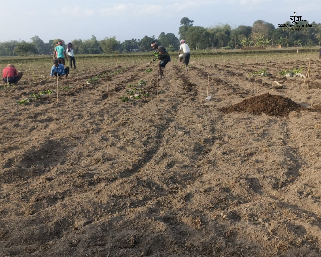 Collective action to revive abandoned tea garden land Villagers engaged in land restoration activities as part of the tea garden revival effort.
