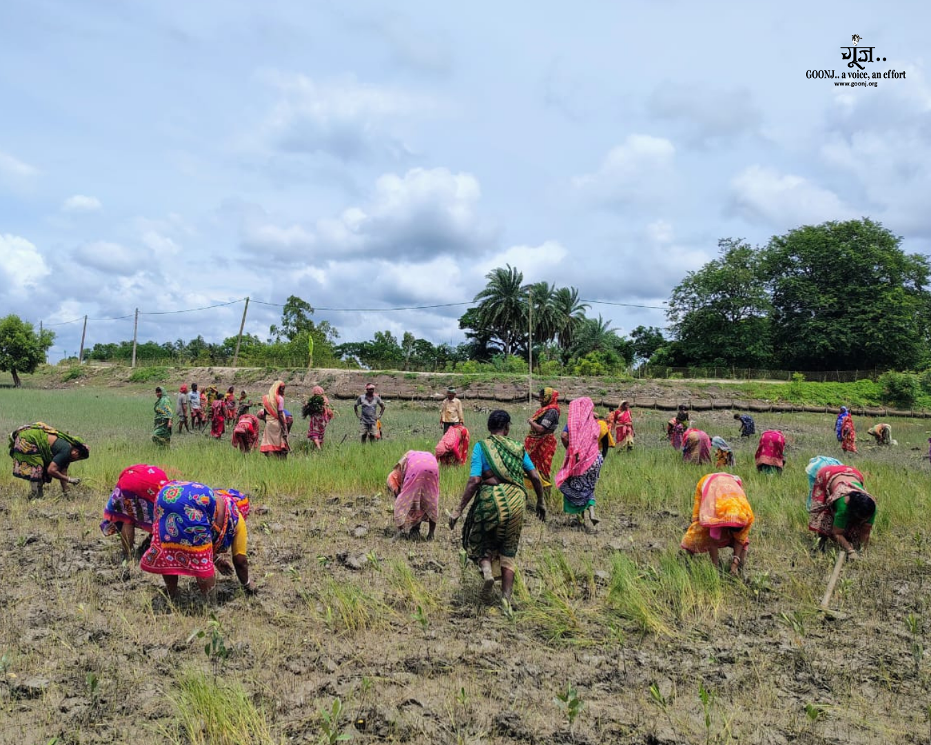 Community preparing the land for mangrove restoration Local community members working together to prepare the saline land for mangrove plantation.