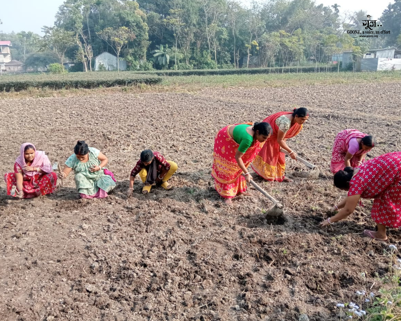 Community-led efforts to restore the tea garden land Community members working together to clear and prepare the land for tea cultivation revival.