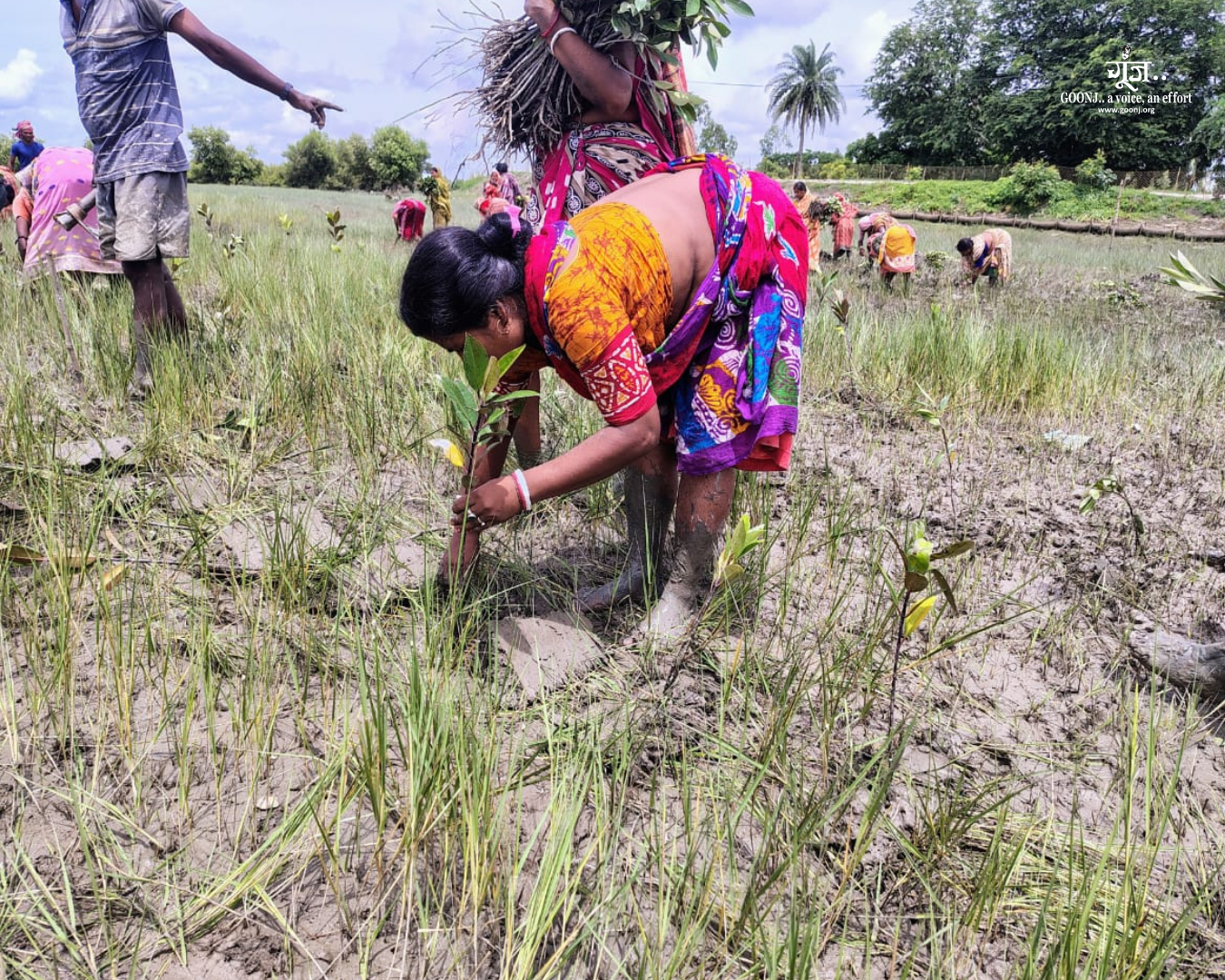 Collective action towards coastal resilience Community members actively participating in mangrove plantation activities to restore the land and strengthen resilience.