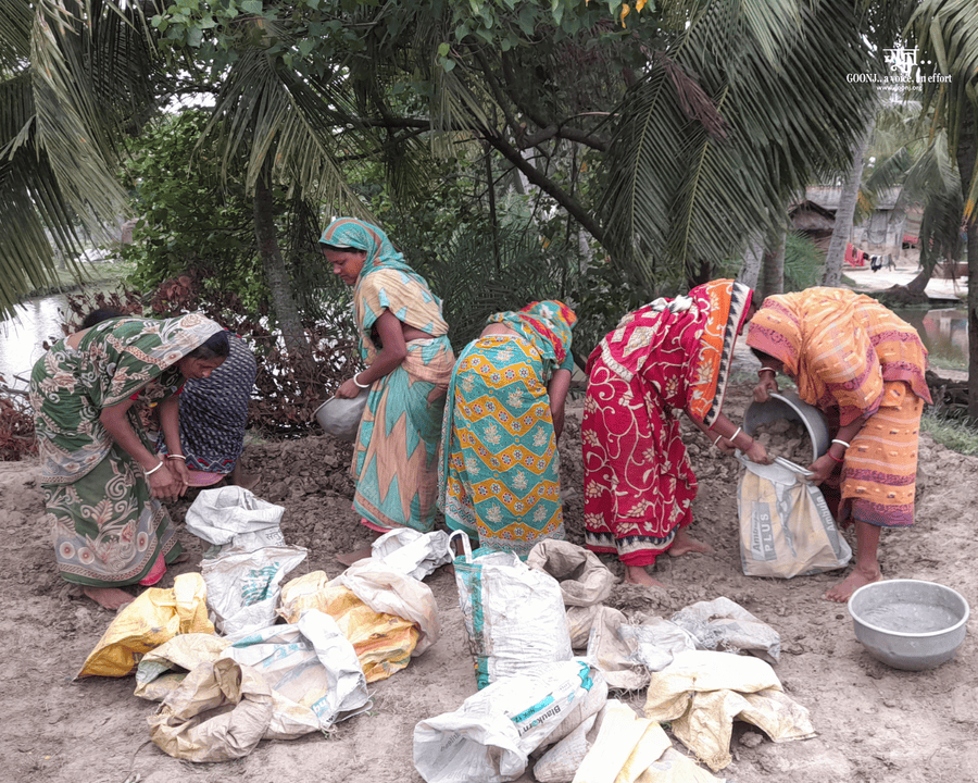 Women collectively harvesting ginger in Naraharipur.