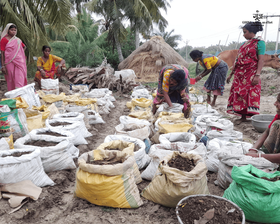 A collective ginger harvest led by women in Naraharipur.