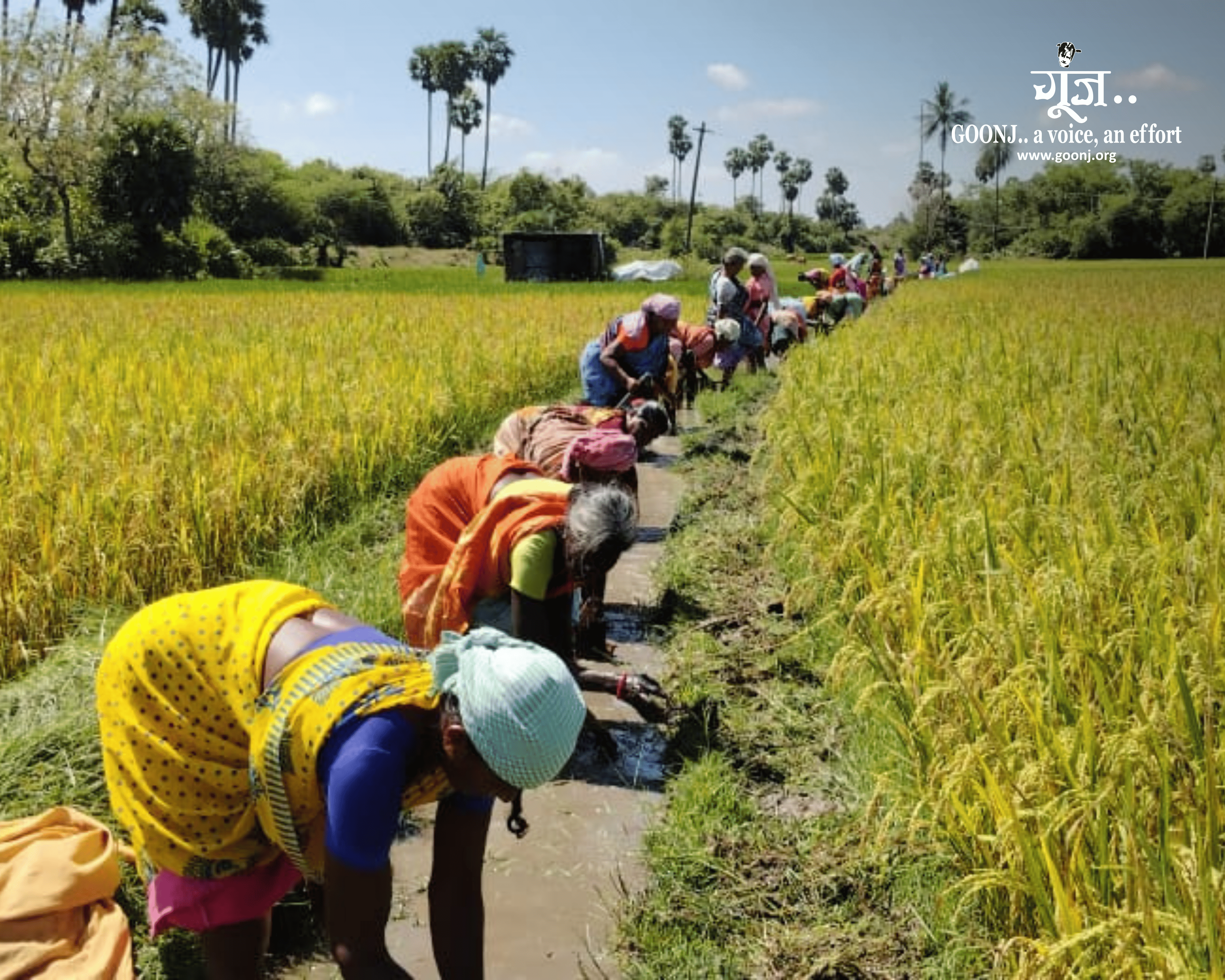 Over 75 villagers restored the 860-foot irrigation canal through Goonj’s Cloth for Work.