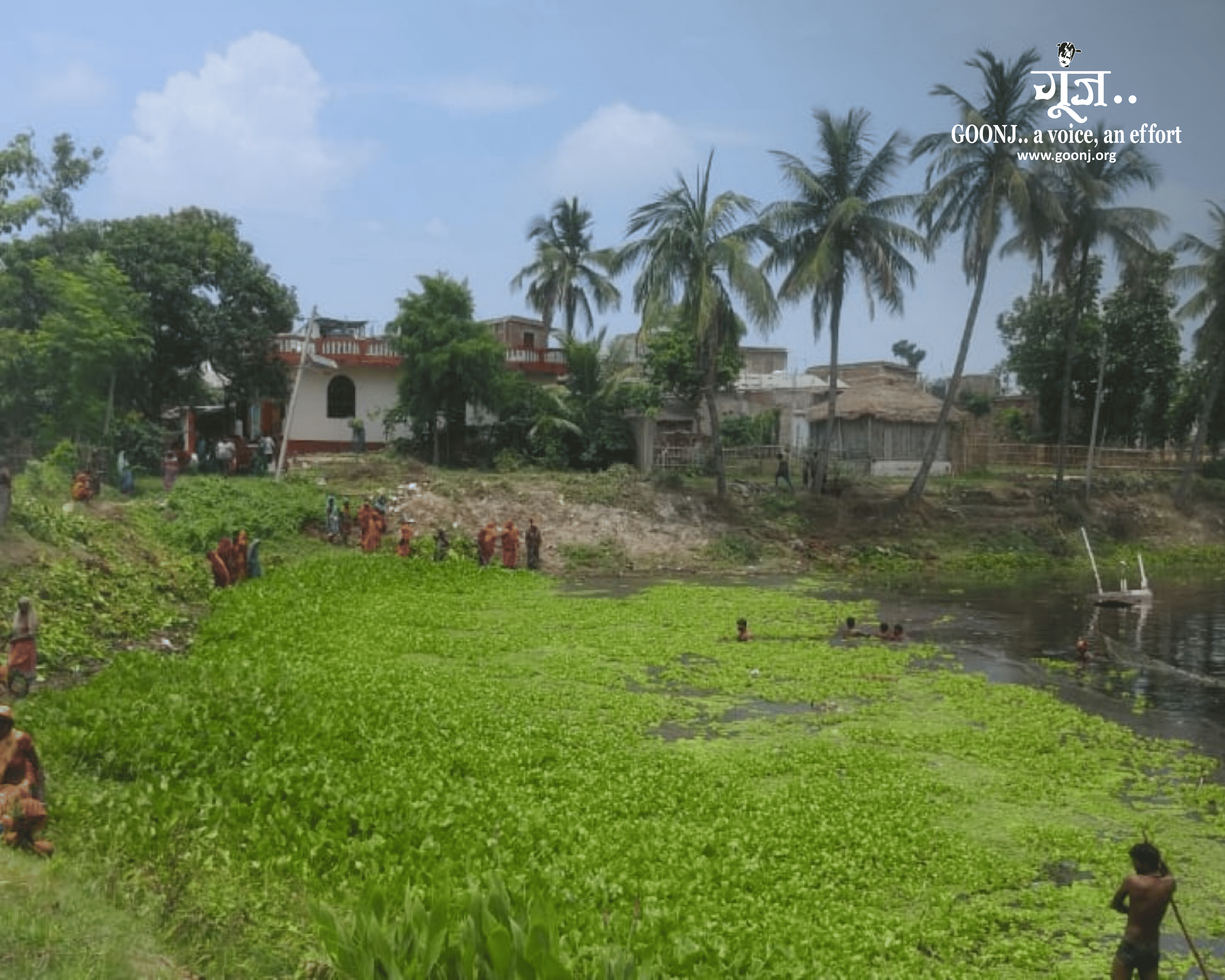 Community members clear water hyacinth to revive their village pond.